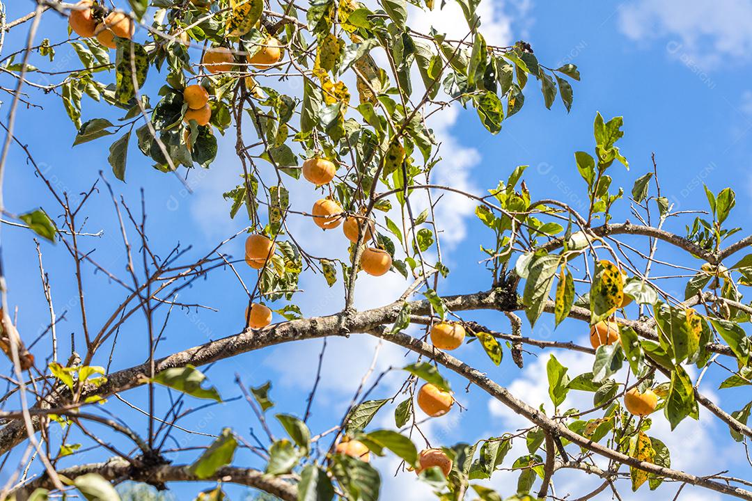 Manilkara kauki é uma planta da subfamília Sapotoideae imagem JPG