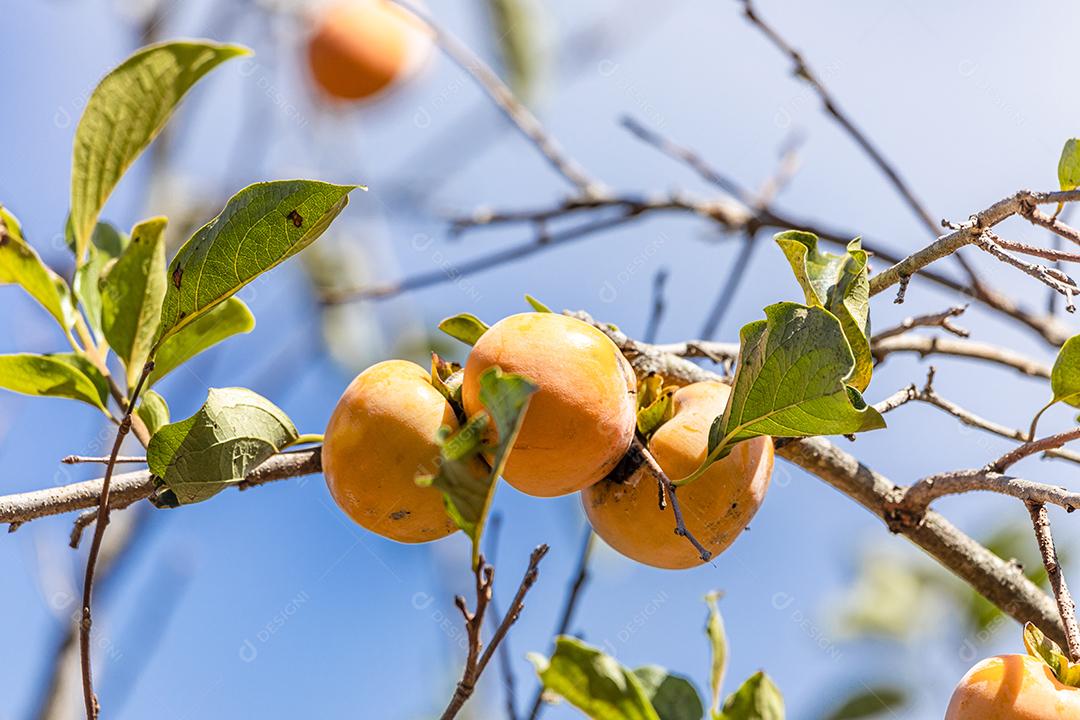 Manilkara kauki é uma planta da subfamília Sapotoideae imagem JPG