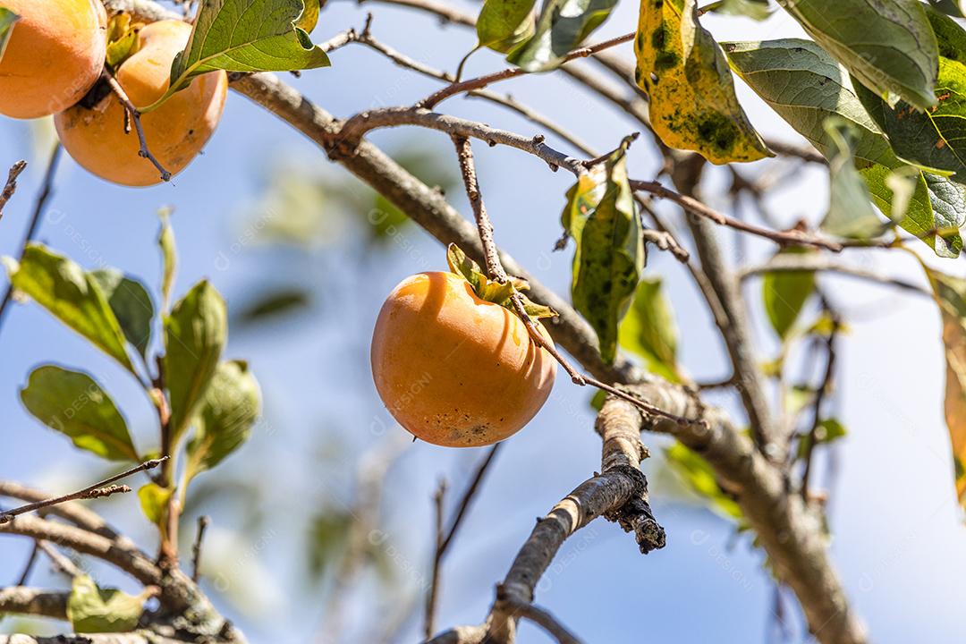 Manilkara kauki é uma planta da subfamília Sapotoideae imagem JPG