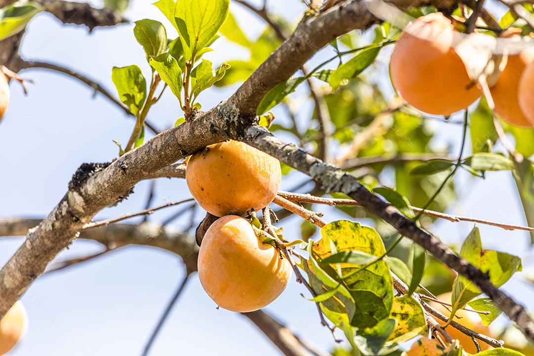Manilkara kauki é uma planta da subfamília Sapotoideae imagem JPG