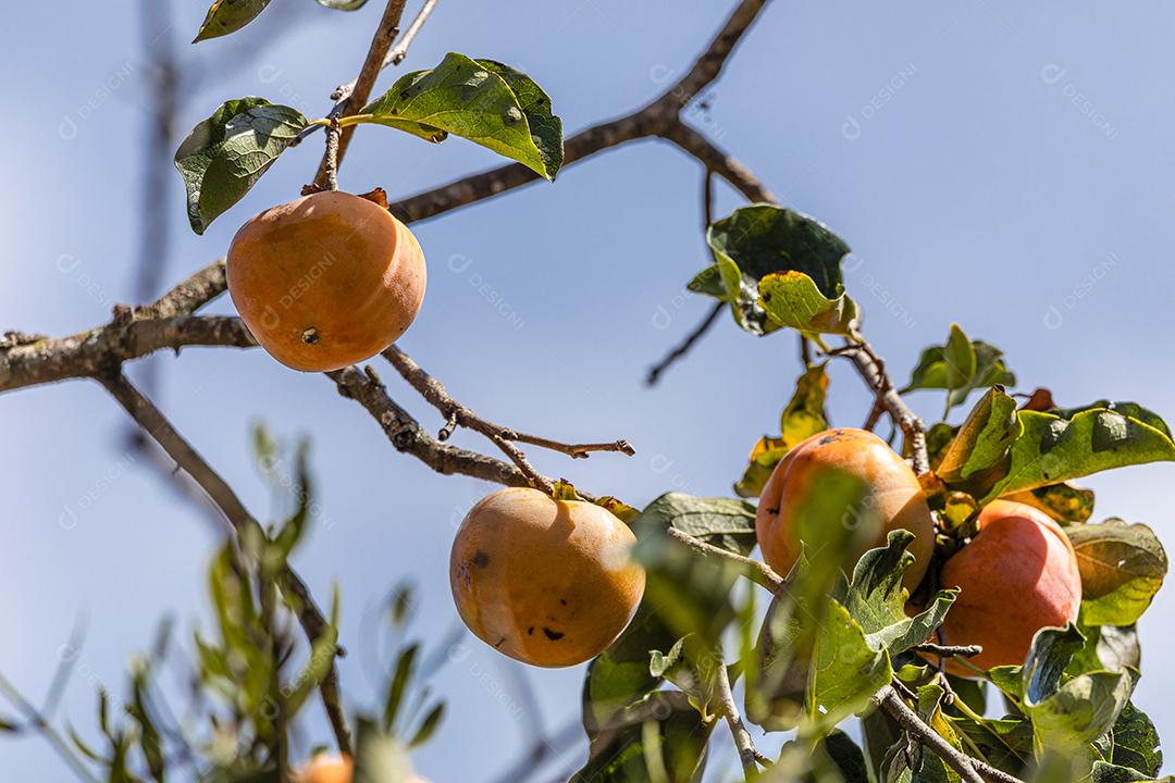 Manilkara kauki é uma planta da subfamília Sapotoideae imagem JPG