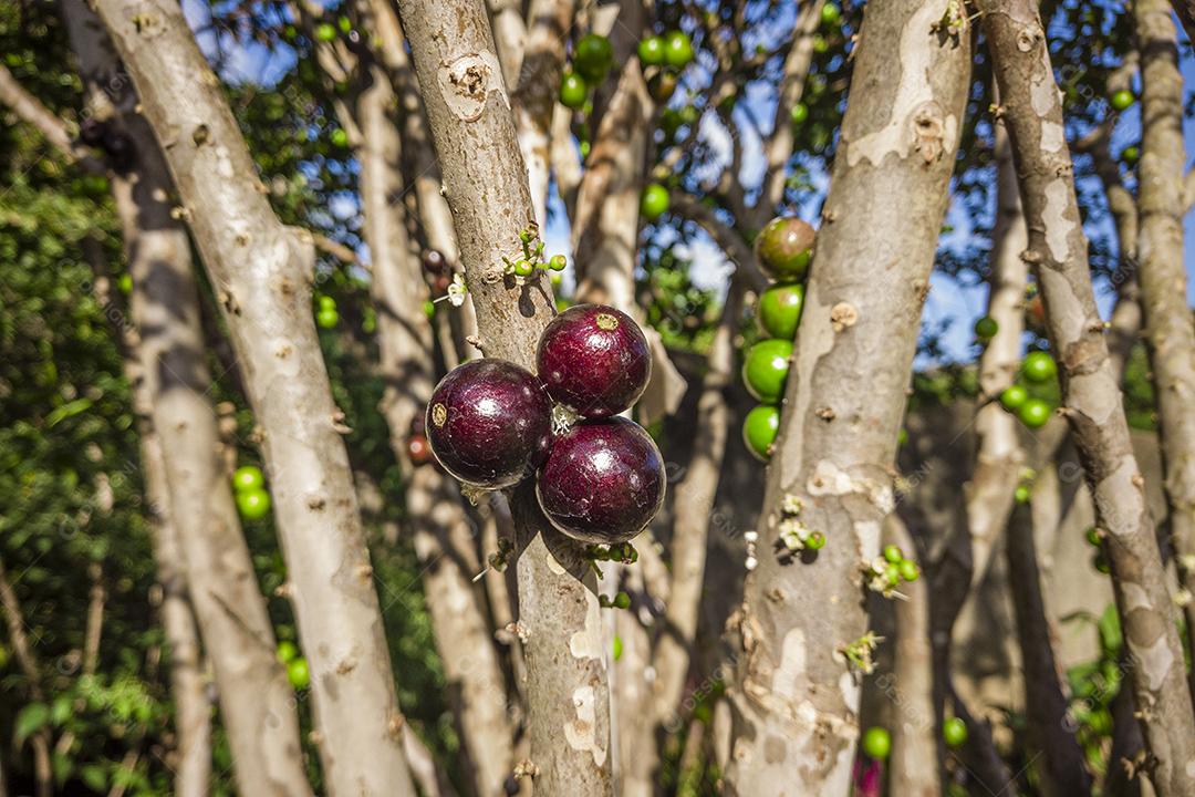 Fruto maduro e verde da jabuticaba na árvore Imagem JPG