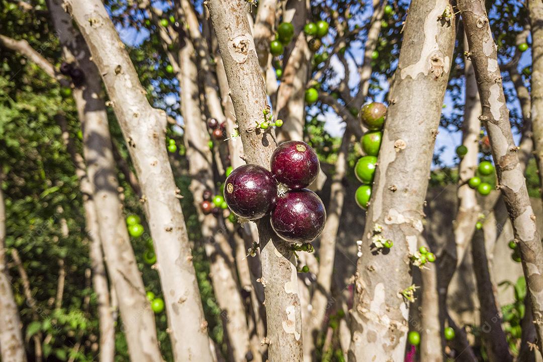 Fruto maduro e verde da jabuticaba na árvore Imagem JPG