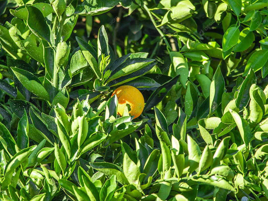 Laranja na árvore, plantação de frutas.imagem JPG