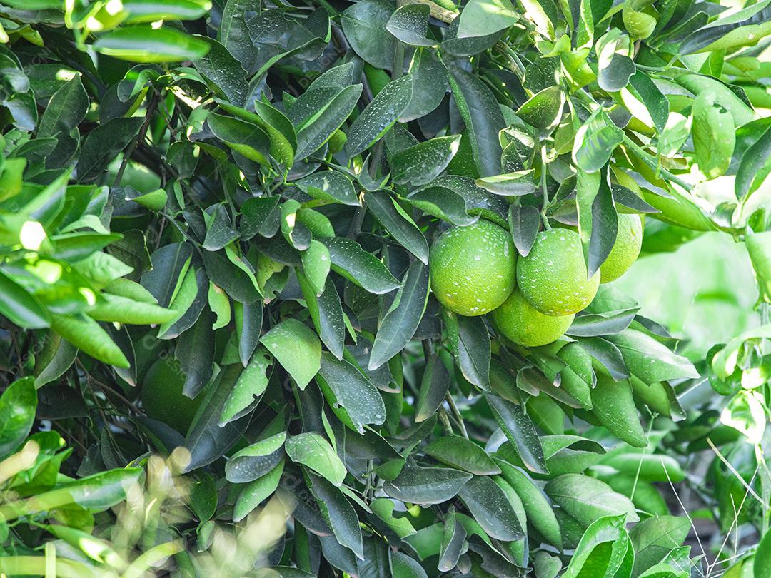 Laranja na árvore, plantação de frutas.imagem JPG