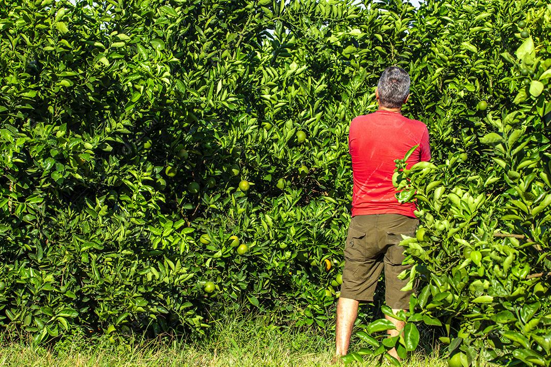 Pessoa olhando a plantaçao de Laranja Frutas.imagem JPG