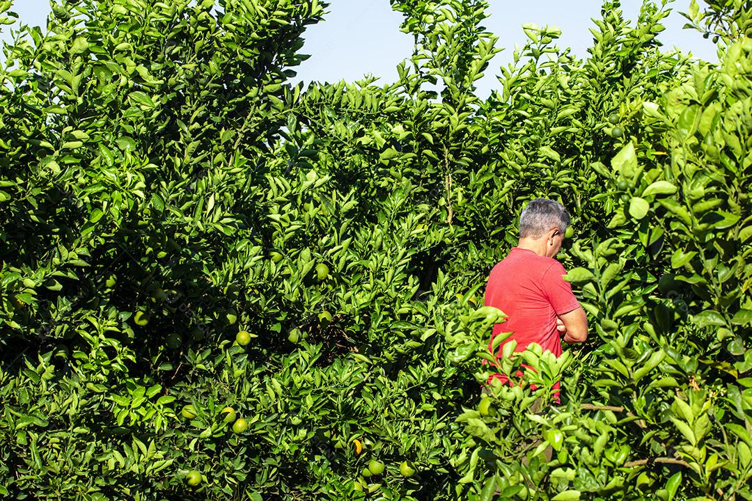 Pessoa olhando a plantaçao de Laranja Frutas.imagem JPG