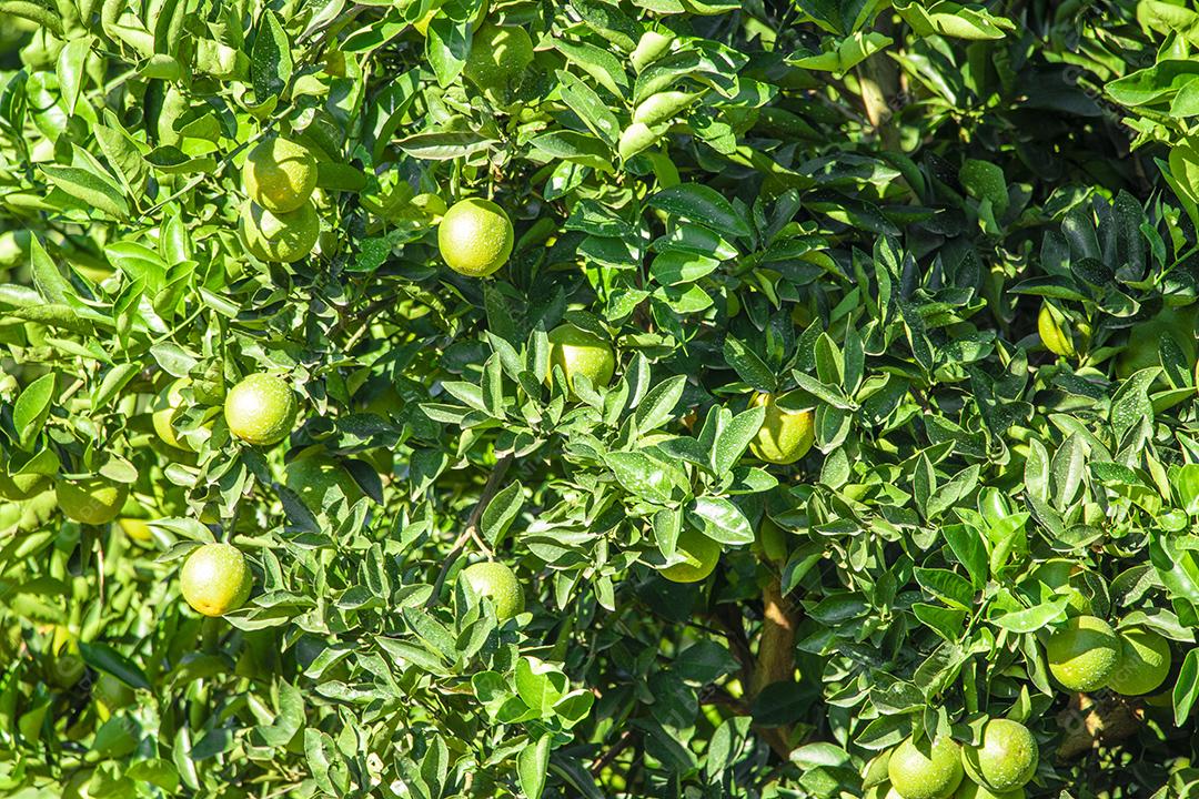 Pessoa olhando a plantaçao de Laranja Frutas.imagem JPG