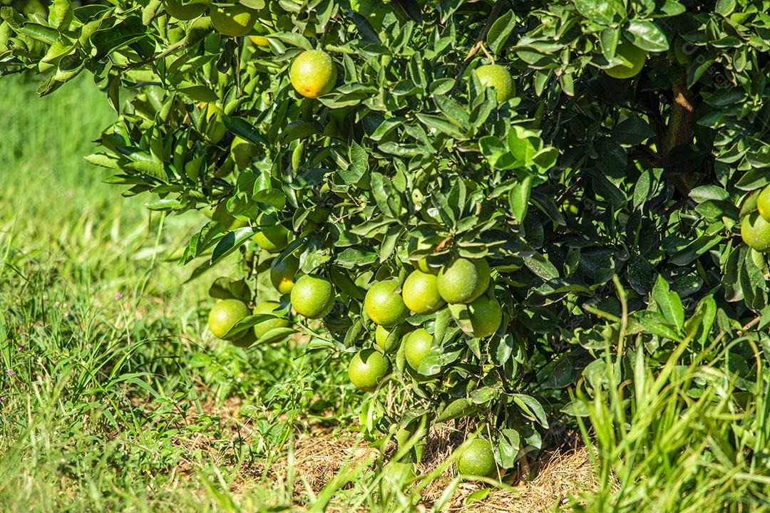 Pessoa olhando a plantaçao de Laranja Frutas.imagem JPG