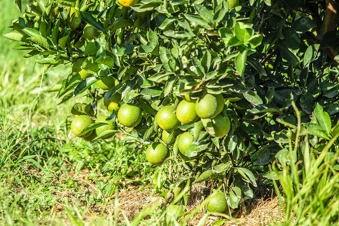 Laranja na árvore, plantação de frutas.imagem JPG