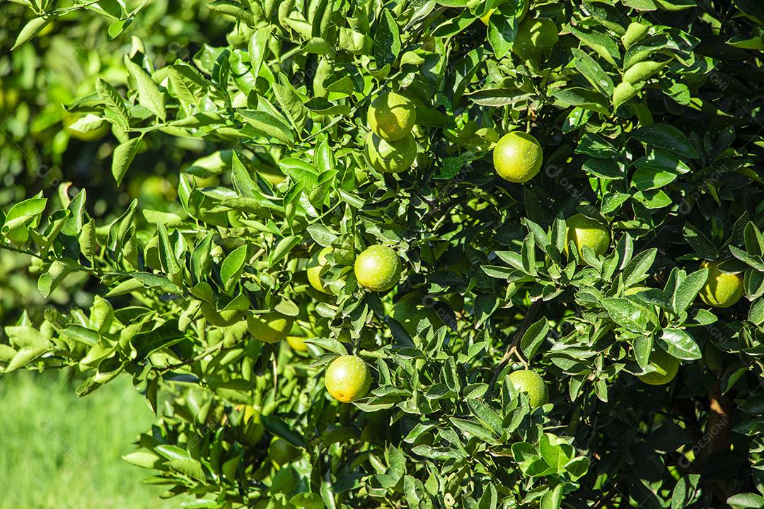 Laranja na árvore, plantação de frutas.imagem JPG