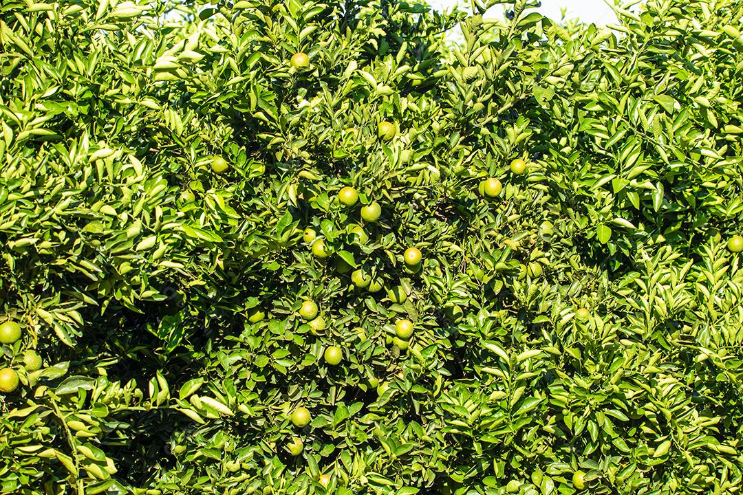 Laranja na árvore, plantação de frutas.imagem JPG