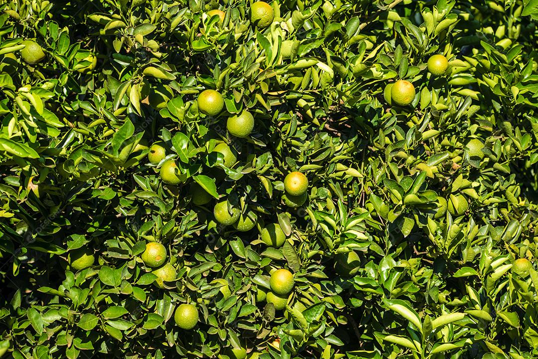 Laranja na árvore, plantação de frutas.imagem JPG