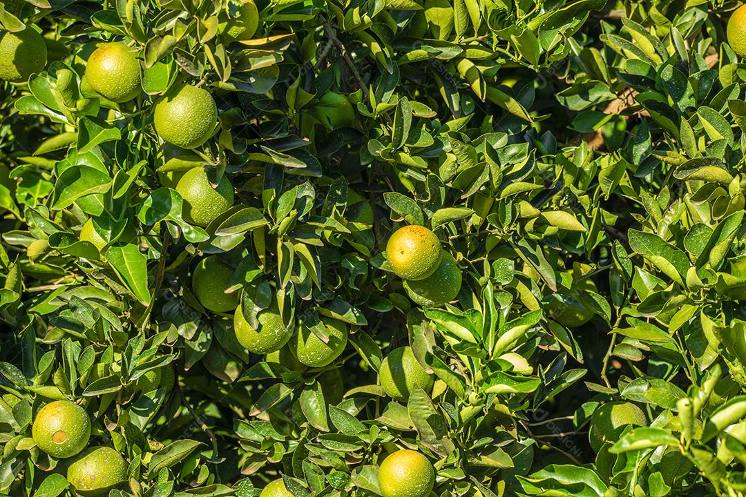 Laranja na árvore, plantação de frutas.imagem JPG