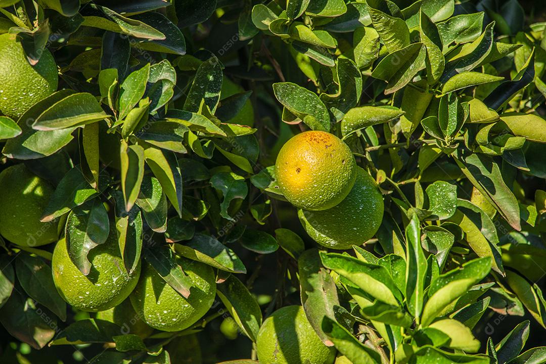 Laranja na árvore, plantação de frutas.imagem JPG