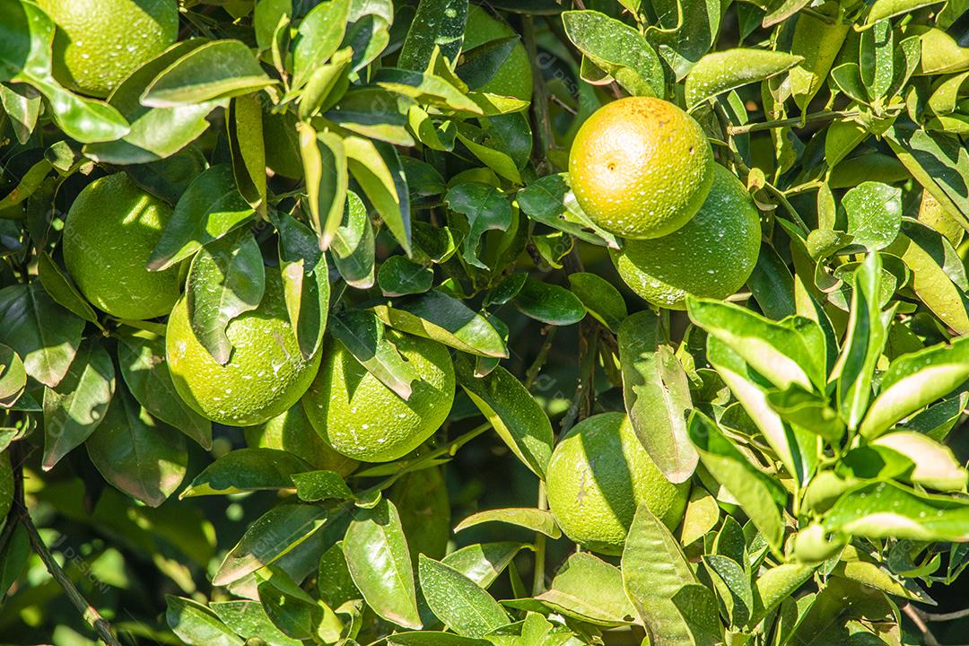 Laranja na árvore, plantação de frutas.imagem JPG