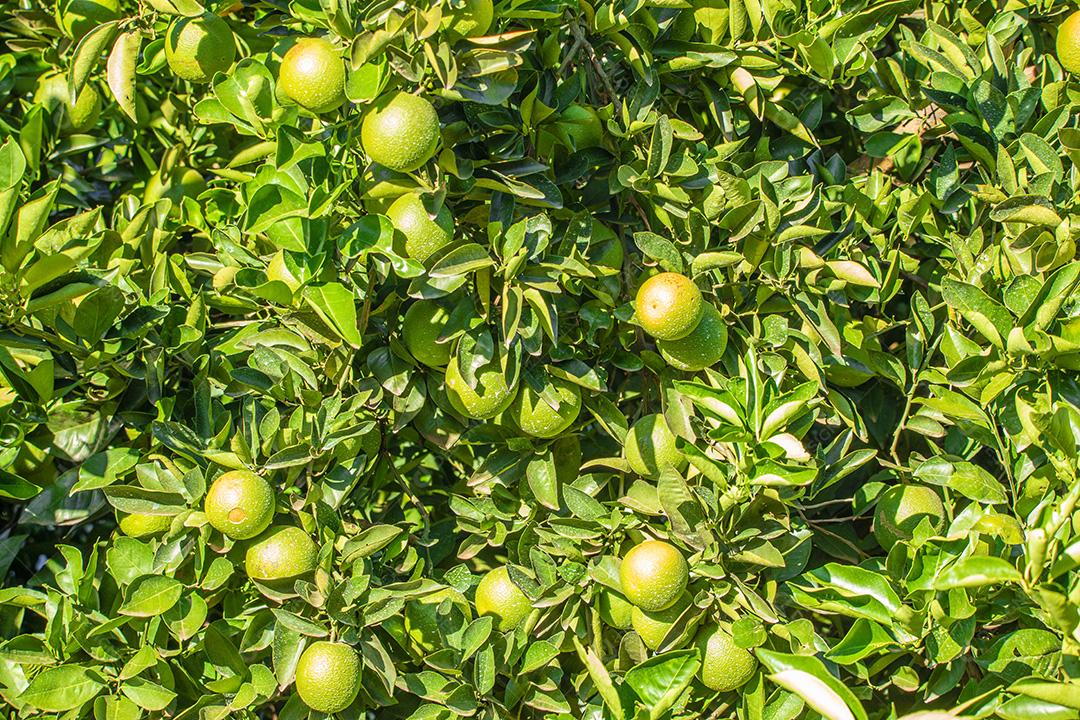 Laranja na árvore, plantação de frutas.imagem JPG
