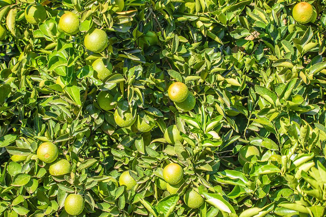 Laranja na árvore, plantação de frutas.imagem JPG