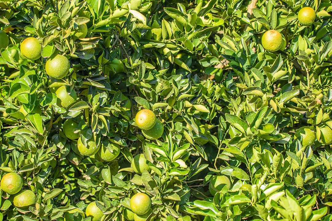 Laranja na árvore, plantação de frutas.imagem JPG