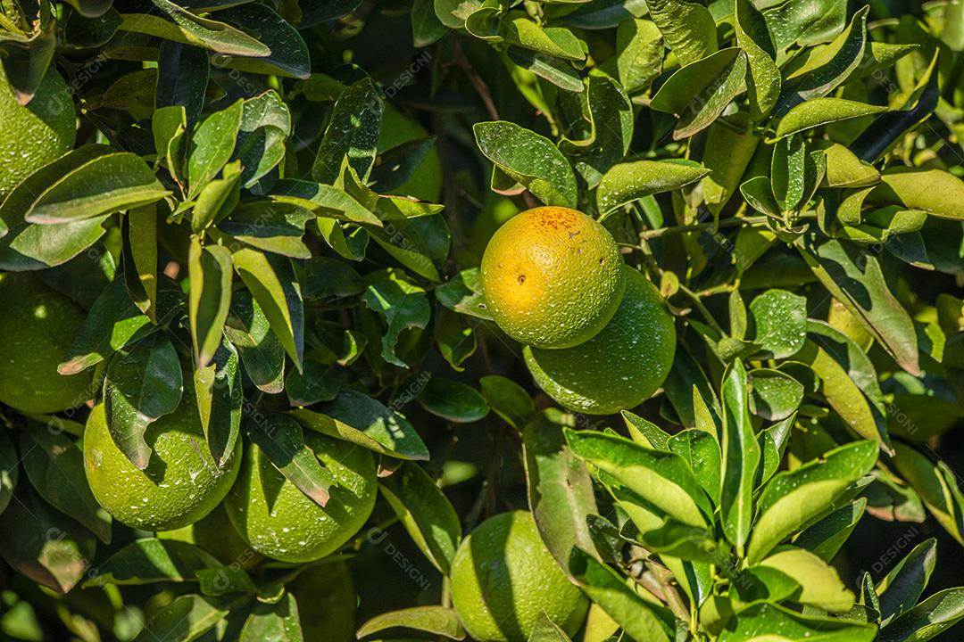 Laranja na árvore, plantação de frutas.imagem JPG