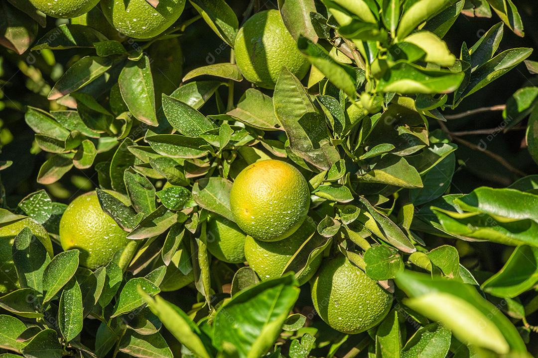Laranja na árvore, plantação de frutas.imagem JPG