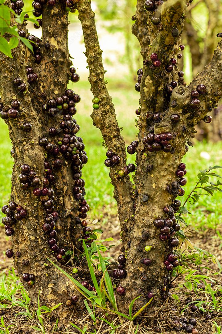 Fruto maduro e verde da jabuticaba na árvore Imagem JPG