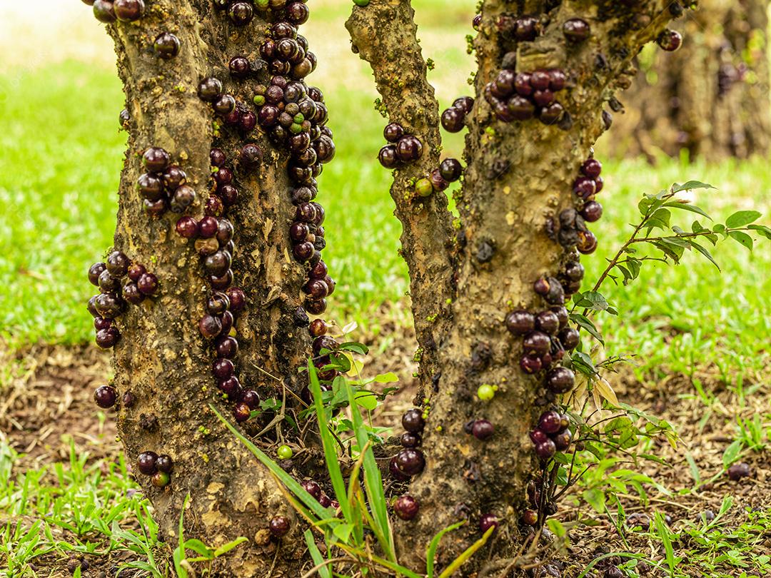 Fruto maduro e verde da jabuticaba na árvore Imagem JPG