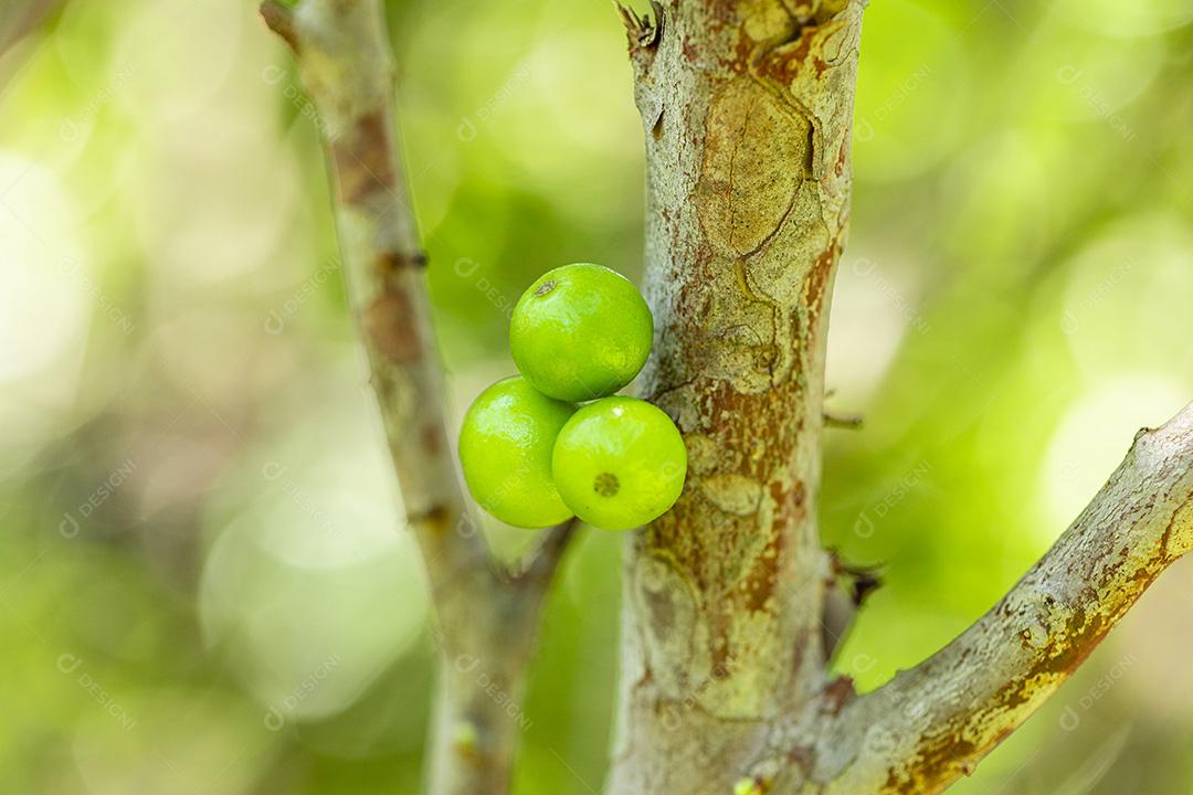 Fruto maduro e verde da jabuticaba na árvore Imagem JPG