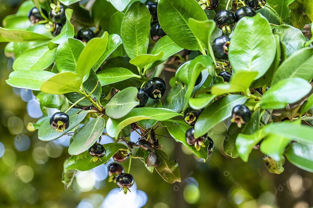 Fruit plantation cherry leaves Image JPG