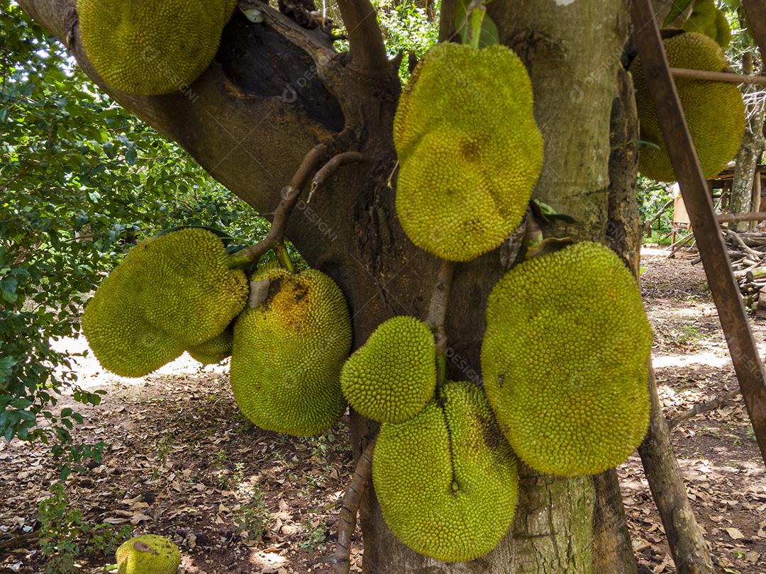 Jaca deliciosa na árvore. Fruta saborosa.Imagem JPG