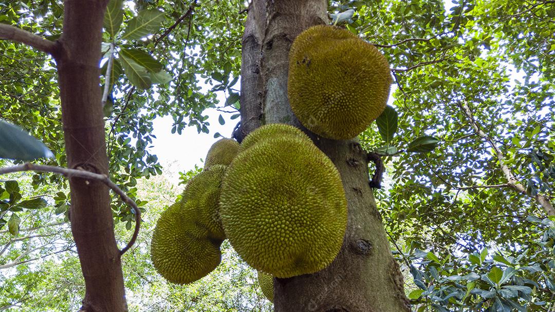 Jaca deliciosa na árvore. Fruta saborosa.Imagem JPG
