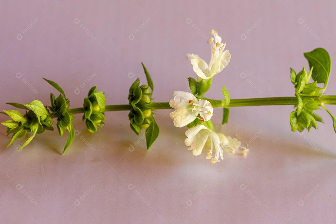 Flor planta sobre um fundo branco Imagem JPG