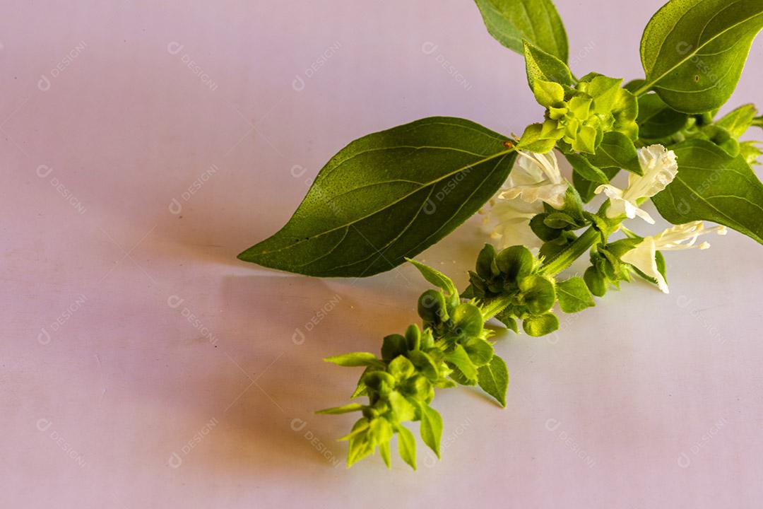 Flor planta sobre um fundo branco Imagem JPG