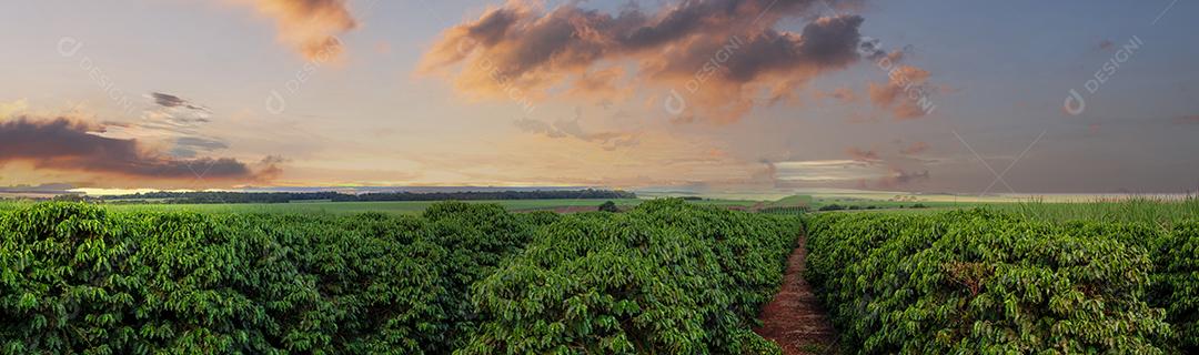 Fotos Grãos de café galho de árvore Grãos de café arábica vermelho e verde amadurecendo