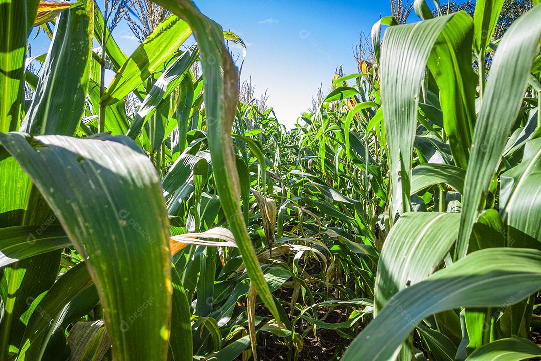 Belo milharal, plantação de milho e céu azul Imagem JPG