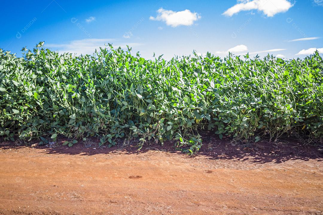 linda plantação de soja Glycine max e ao fundo um maravilhoso céu azul Imagem JPG
