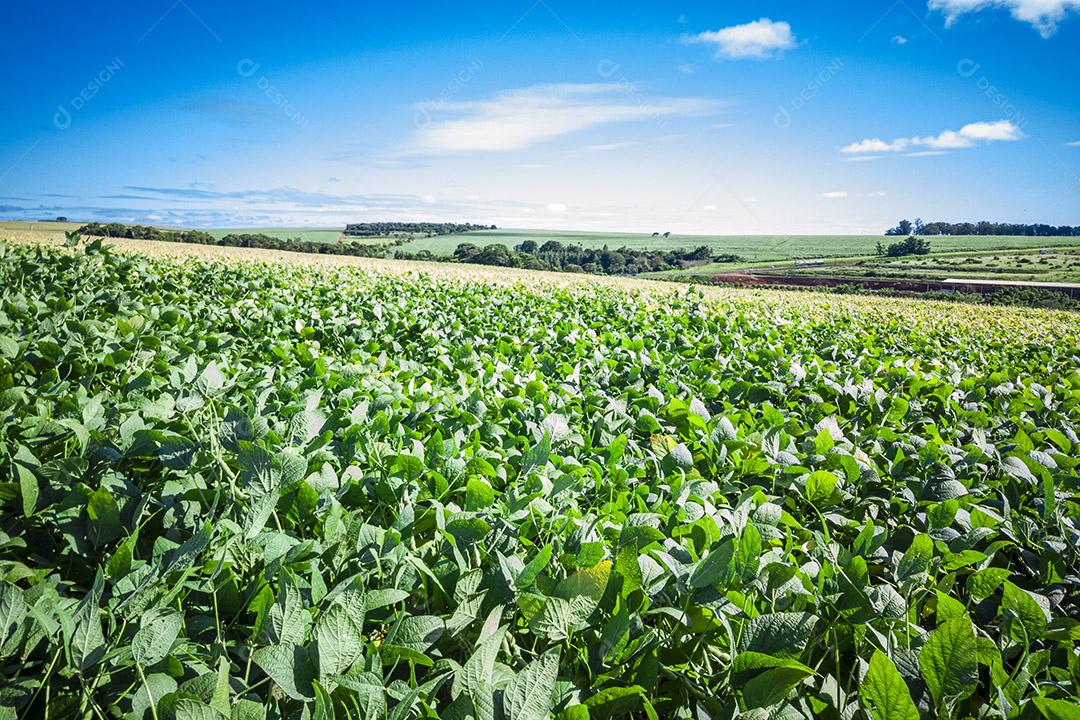 linda plantação de soja Glycine max e ao fundo um maravilhoso céu azul Imagem JPG