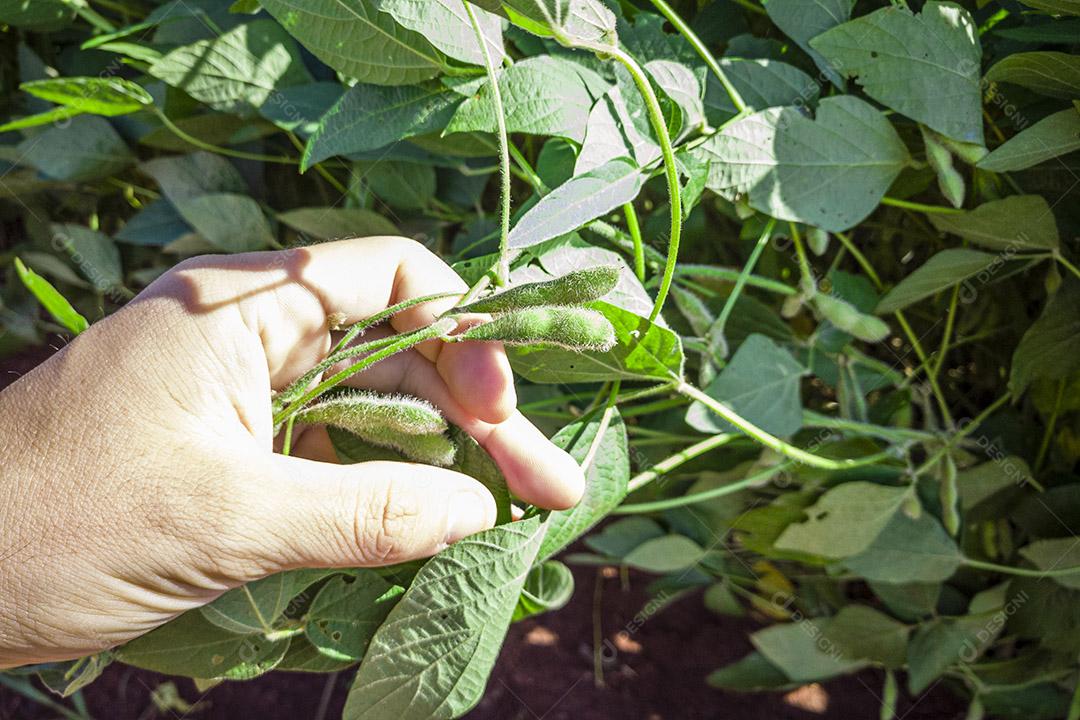 A soja ou feijão de soja (Glycine max) é uma espécie de leguminosa nativa Imagem JPG