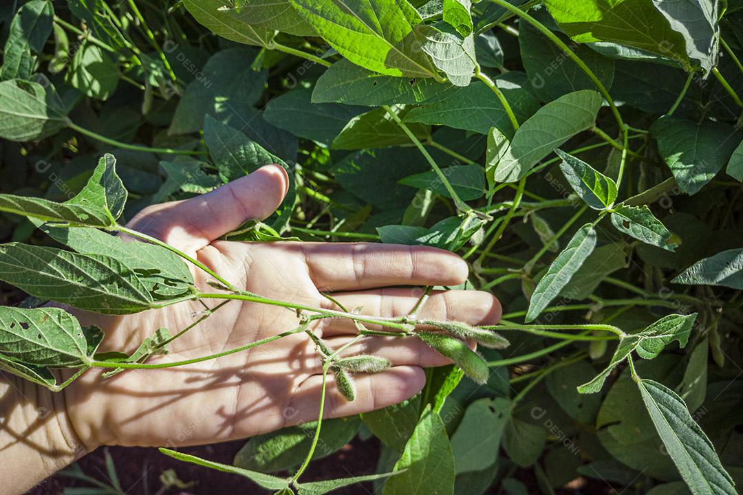A soja ou feijão de soja (Glycine max) é uma espécie de leguminosa nativa Imagem JPG