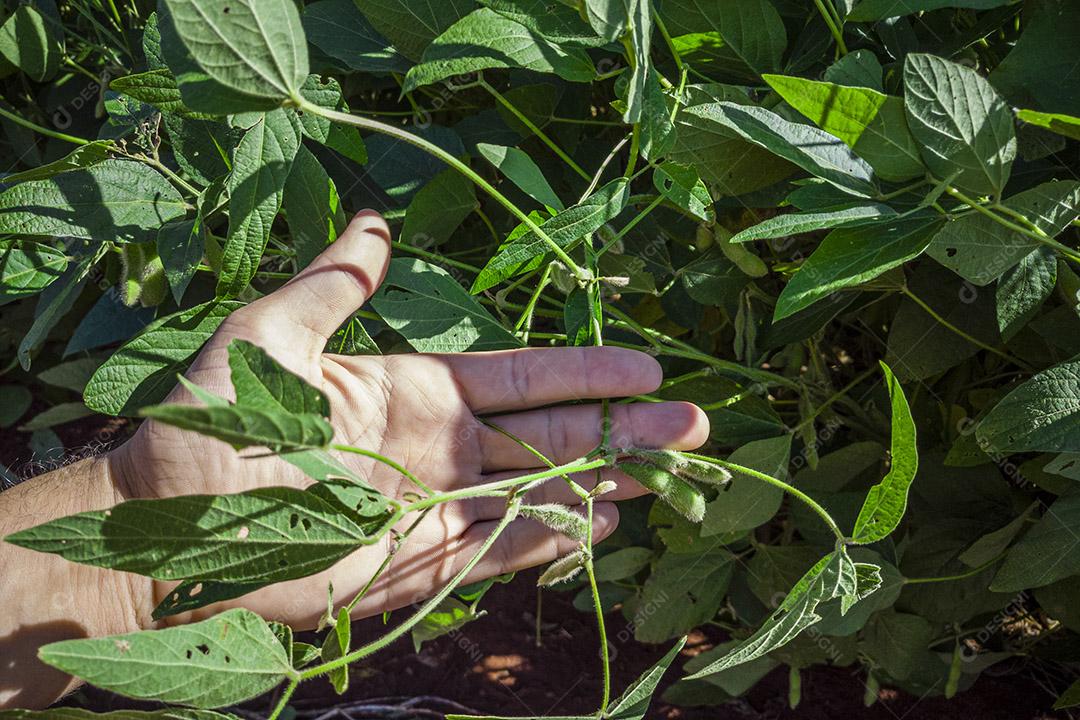 A soja ou feijão de soja (Glycine max) é uma espécie de leguminosa nativa Imagem JPG