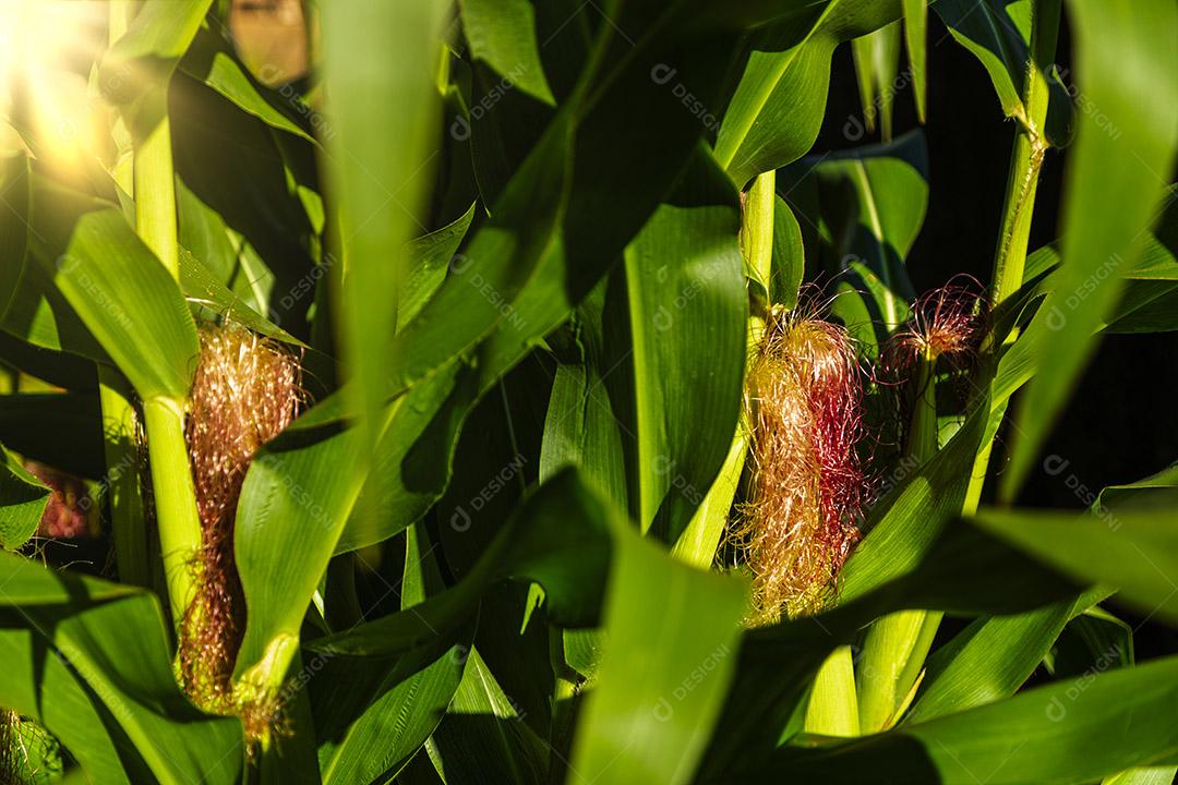 Belo milharal, plantação de milho e céu azul Imagem JPG