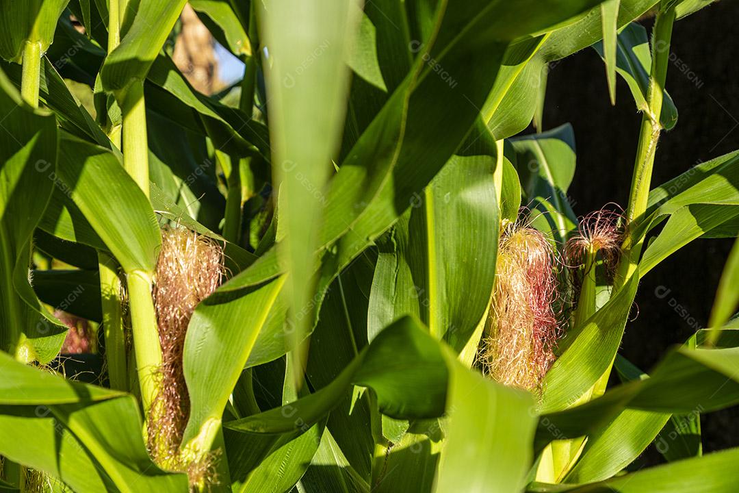 Belo milharal, plantação de milho e céu azul Imagem JPG