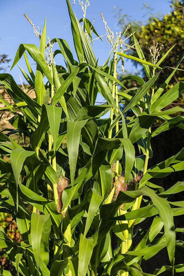 Belo milharal, plantação de milho e céu azul Imagem JPG