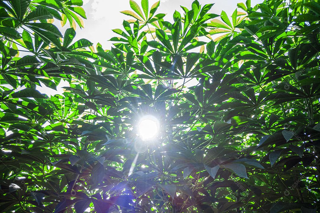 Fotos Mandioca, também chamada de mandioca, mandioca, balinghoy, mogo, mandioca