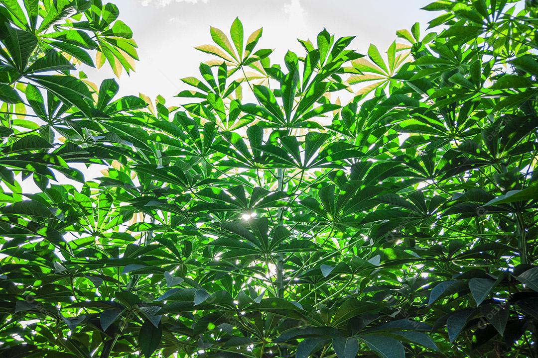 Fotos Mandioca, também chamada de mandioca, mandioca, balinghoy, mogo, mandioca