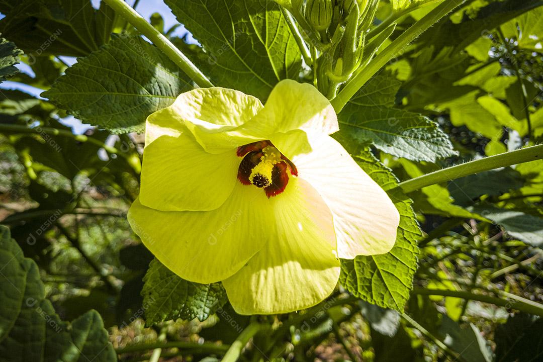 Abelmoschus esculentus, conhecido em muitos países de língua inglesa Imagem JPG