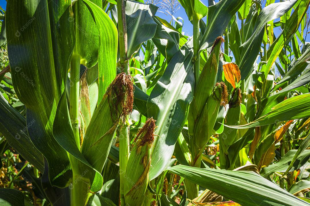 Belo milharal, plantação de milho e céu azul Imagem JPG