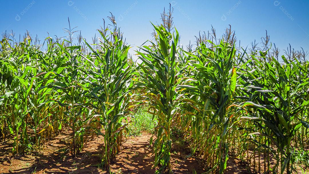 Belo milharal, plantação de milho e céu azul Imagem JPG