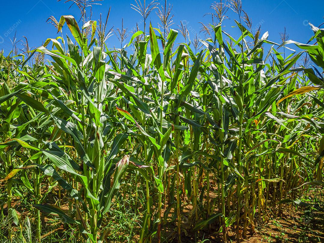 Belo milharal, plantação de milho e céu azul Imagem JPG