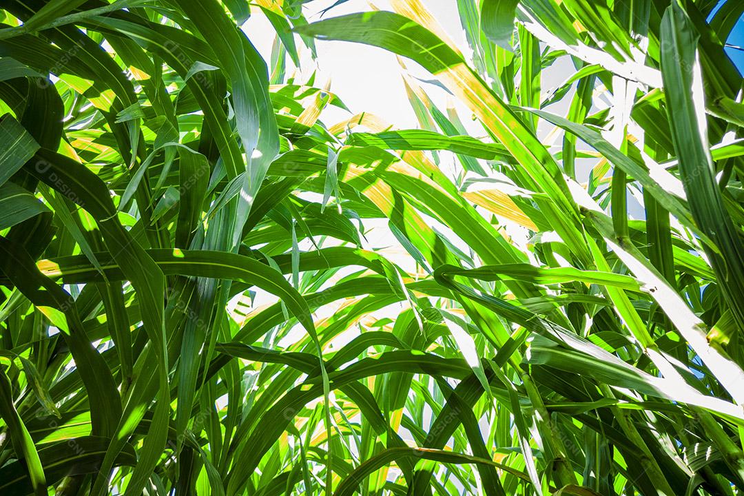 Plantação de cana-de-açúcar no Brasil Imagem JPG